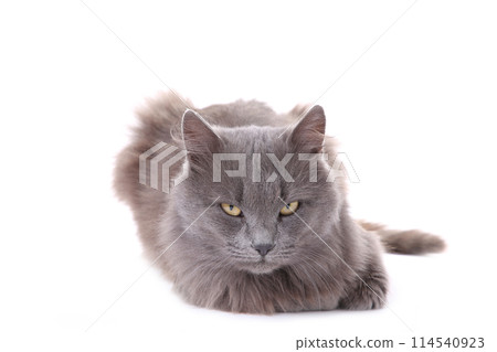 Beautiful grey cat isolated on a white background 114540923
