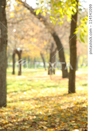 Autumn trees in the public park, defocused 114541099