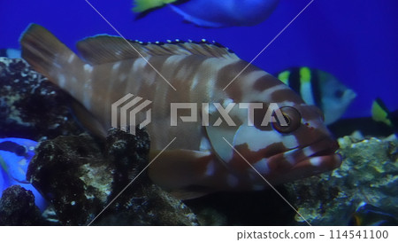 Osaka Aquarium Osaka Aquarium 114541100