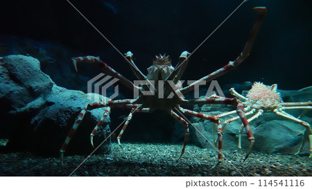 Osaka Aquarium 114541116