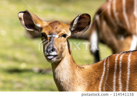 Nyala Antelope - Tragelaphus angasii. Wild life animal. 114541138