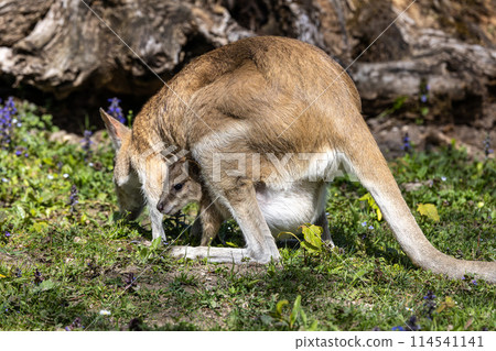 The agile wallaby mother with a little baby, Macropus agilis also known as the sandy wallaby 114541141