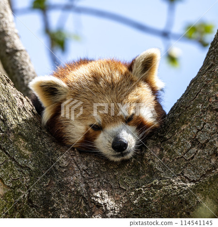 The red panda, Ailurus fulgens, also called the lesser panda. The red panda, Ailurus fulgens, also called the lesser panda. 114541145
