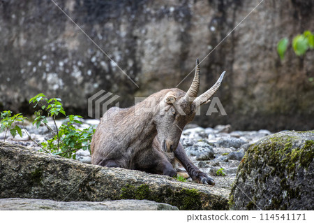 Male mountain ibex or capra ibex on a rock living in the European alps 114541171