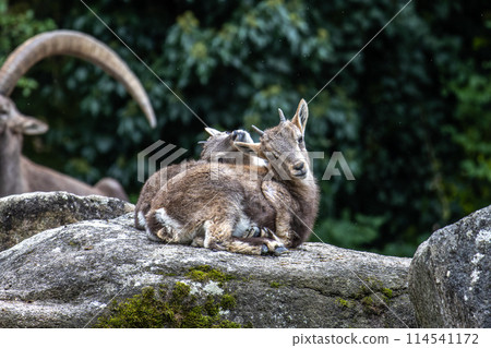 Young baby mountain ibex or capra ibex on a rock 114541172