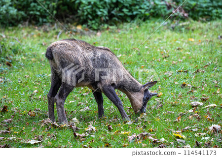 Apennine chamois, Rupicapra pyrenaica ornata, is living in Italy and Spain 114541173