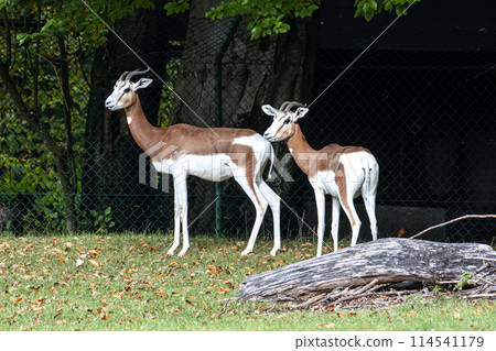 Dama gazelle, Gazella dama mhorr or mhorr gazelle is a species of gazelle 114541179
