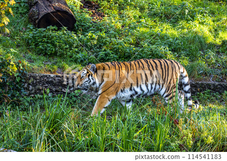 The Siberian tiger,Panthera tigris altaica in a park 114541183