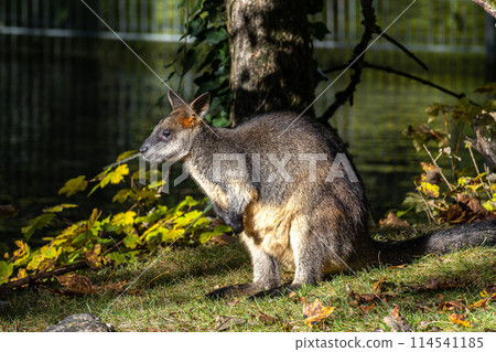 Swamp Wallaby, Wallabia bicolor, is one of the smaller kangaroos Swamp Wallaby, Wallabia bicolor, is one of the smaller kangaroos 114541185