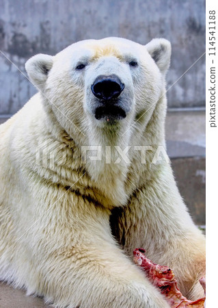 Polar bear Ursus maritimus resting in its natural environment with a piece of meat 114541188