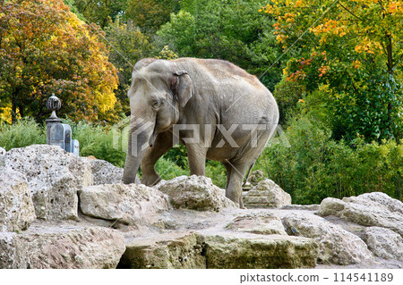The Asian elephant, Elephas maximus also called Asiatic elephant The Asian elephant, Elephas maximus also called Asiatic elephant 114541189
