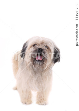 Shih Tzu dog isolated on a white background Shih Tzu dog isolated on a white background 114541299