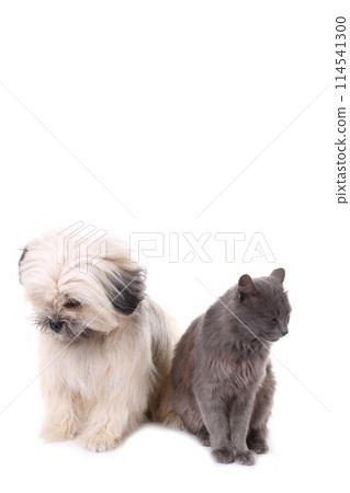 Shih Tzu dog and cat isolated on a white background 114541300