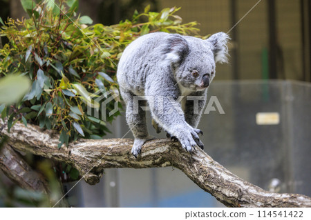 Tama Zoological Park Koala 114541422