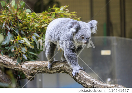 多摩動物公園考拉 114541427