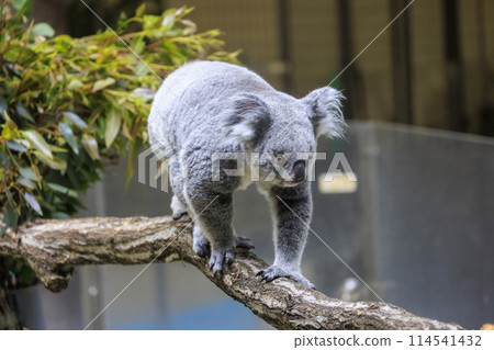 多摩動物公園考拉 114541432