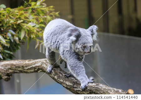 多摩動物公園考拉 114541440