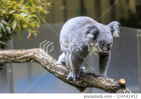 多摩動物公園考拉 多摩動物公園考拉 114541452