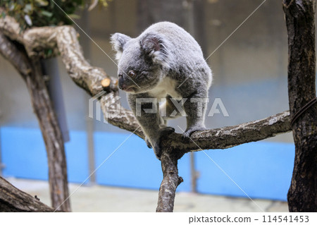 Tama Zoological Park Koala 114541453