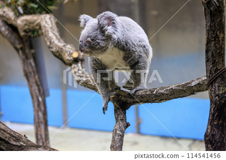 Tama Zoological Park Koala 114541456