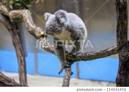 Tama Zoological Park Koala 114541458