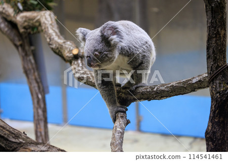 多摩動物公園考拉 114541461