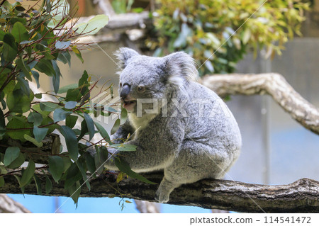 多摩動物公園考拉 114541472