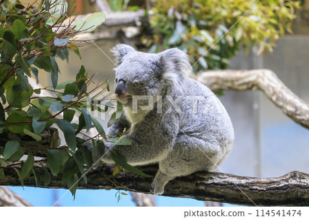 多摩動物公園考拉 多摩動物公園考拉 114541474