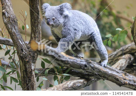 Tama Zoological Park Koala Tama Zoological Park Koala 114541478