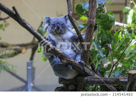 Tama Zoological Park Koala 114541483