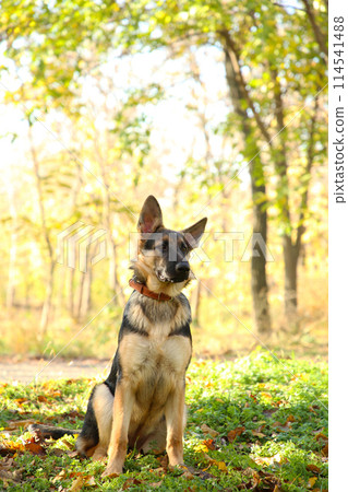 German Shepherd in the autumn park. Dog in forest German Shepherd in the autumn park. Dog in forest 114541488