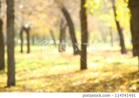 Autumn trees in the public park, defocused 114541491