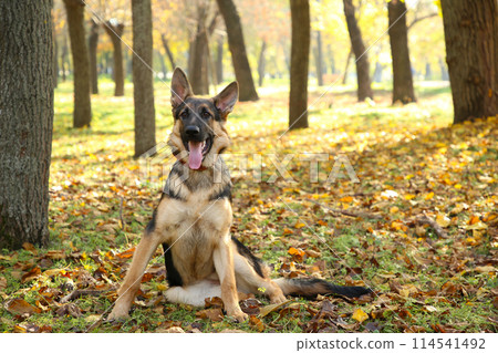 German Shepherd in the autumn park. Dog in forest German Shepherd in the autumn park. Dog in forest 114541492