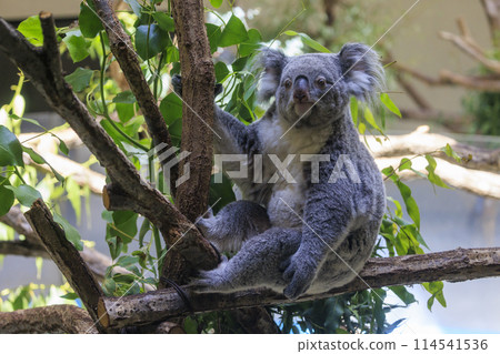 Tama Zoological Park Koala 114541536