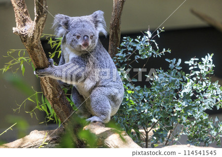 多摩動物公園考拉 多摩動物公園考拉 114541545