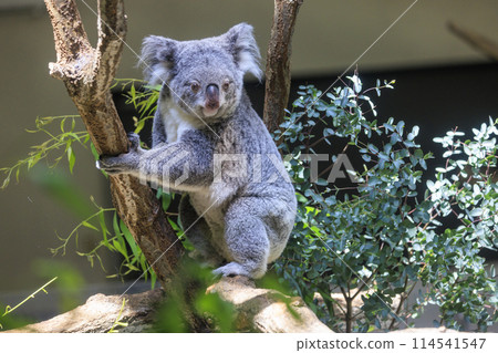 多摩動物公園考拉 多摩動物公園考拉 114541547