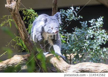 多摩動物公園考拉 114541562