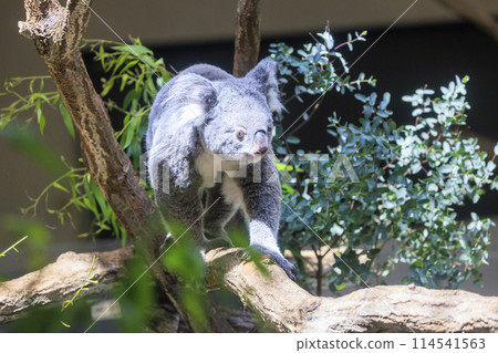 多摩動物公園考拉 多摩動物公園考拉 114541563