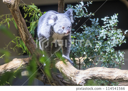 多摩動物公園考拉 114541566