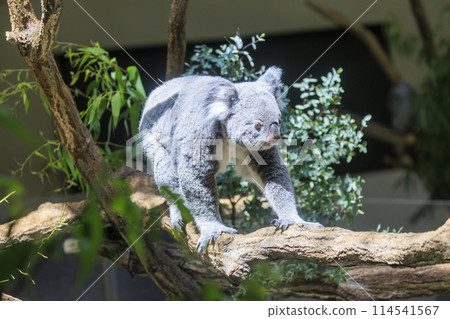 Tama Zoological Park Koala 114541567
