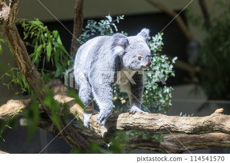 Tama Zoological Park Koala 114541570