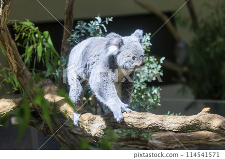 多摩動物公園考拉 114541571