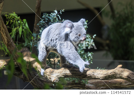 多摩動物公園考拉 114541572