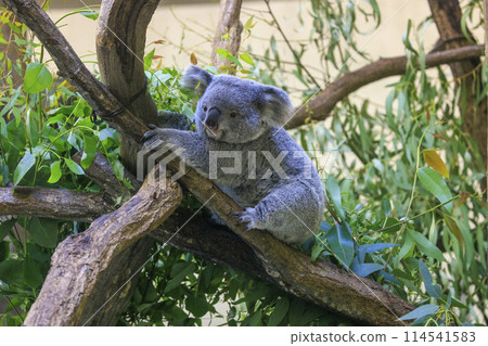 Tama Zoological Park Koala 114541583