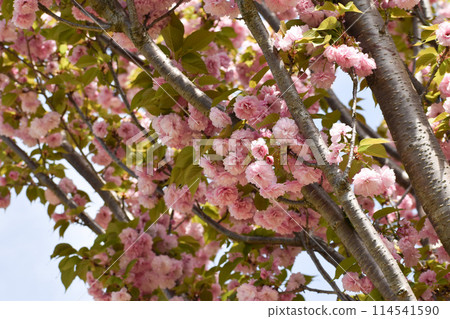盛開的粉紅重瓣櫻花,紅時雨 盛開的粉紅重瓣櫻花,紅時雨 114541590