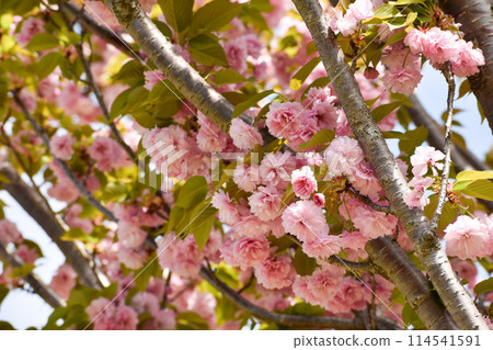 盛開的粉紅重瓣櫻花,紅時雨 盛開的粉紅重瓣櫻花,紅時雨 114541591