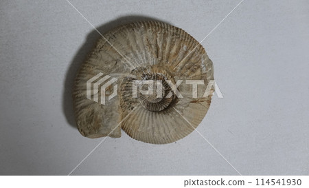 菊石的化石 114541930