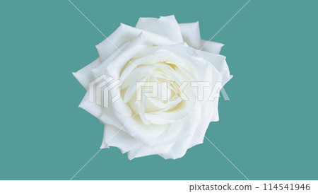 白玫瑰花朵剪紙1向上鳥瞰圖png 白玫瑰花朵剪紙1向上鳥瞰圖png 114541946