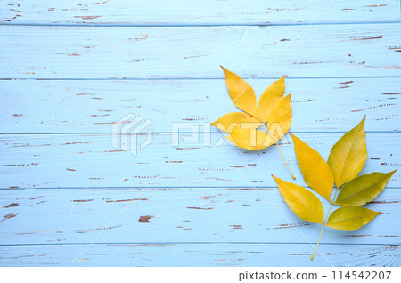 Orange autumn leaves on blue table. Thanksgiving day Orange autumn leaves on blue table. Thanksgiving day 114542207