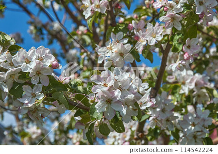 White flowers bloom on an apple tree branch in spring. 114542224